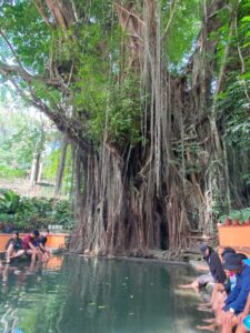 シキホール島 Old Enchanted Balete Tree